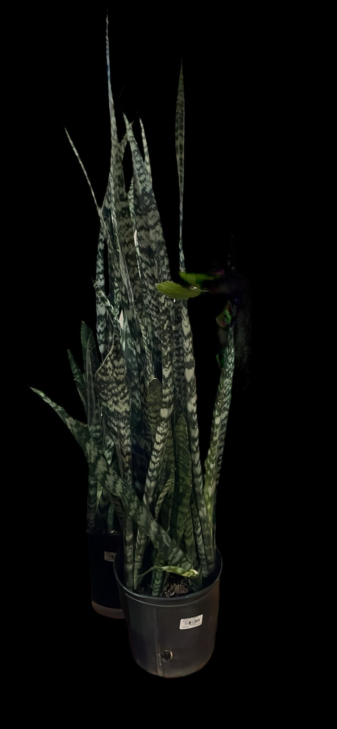 Sanseviera Trifaciata Zeyla Ica 10 In Pot 3 Ft Tall