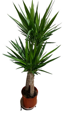 Yucca Cane 10 In Pot