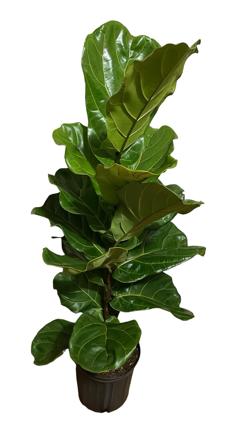 Ficus Lyrata 10 In Pot 5 Ft Tall