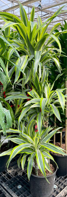 Dracaena Deremensis 7 Gallon