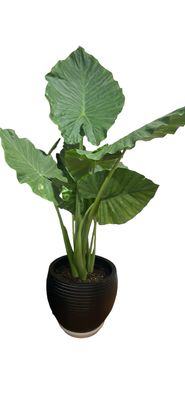 Alocasia 7 Gallon Pot