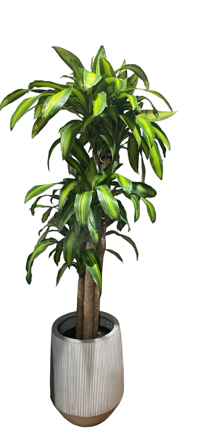 Dracaena- 7 Gallon Pot
