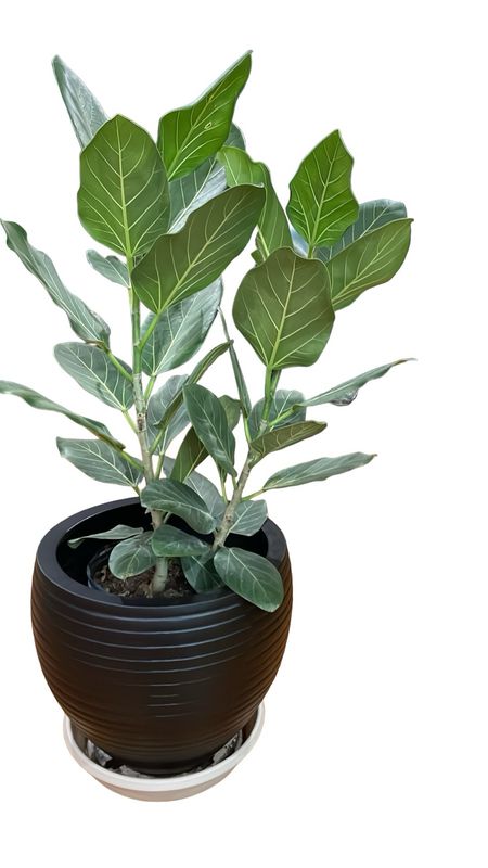 Ficus Audrey 10in Pot, 3-4 Ft Tall