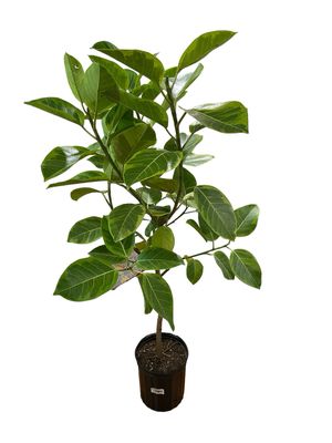 Ficus Altissimia 10In Pot