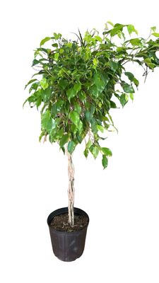 Ficus Benjamina