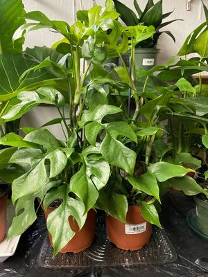 Mini Monstera