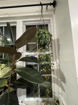 String Of Hearts 8 In Pot
