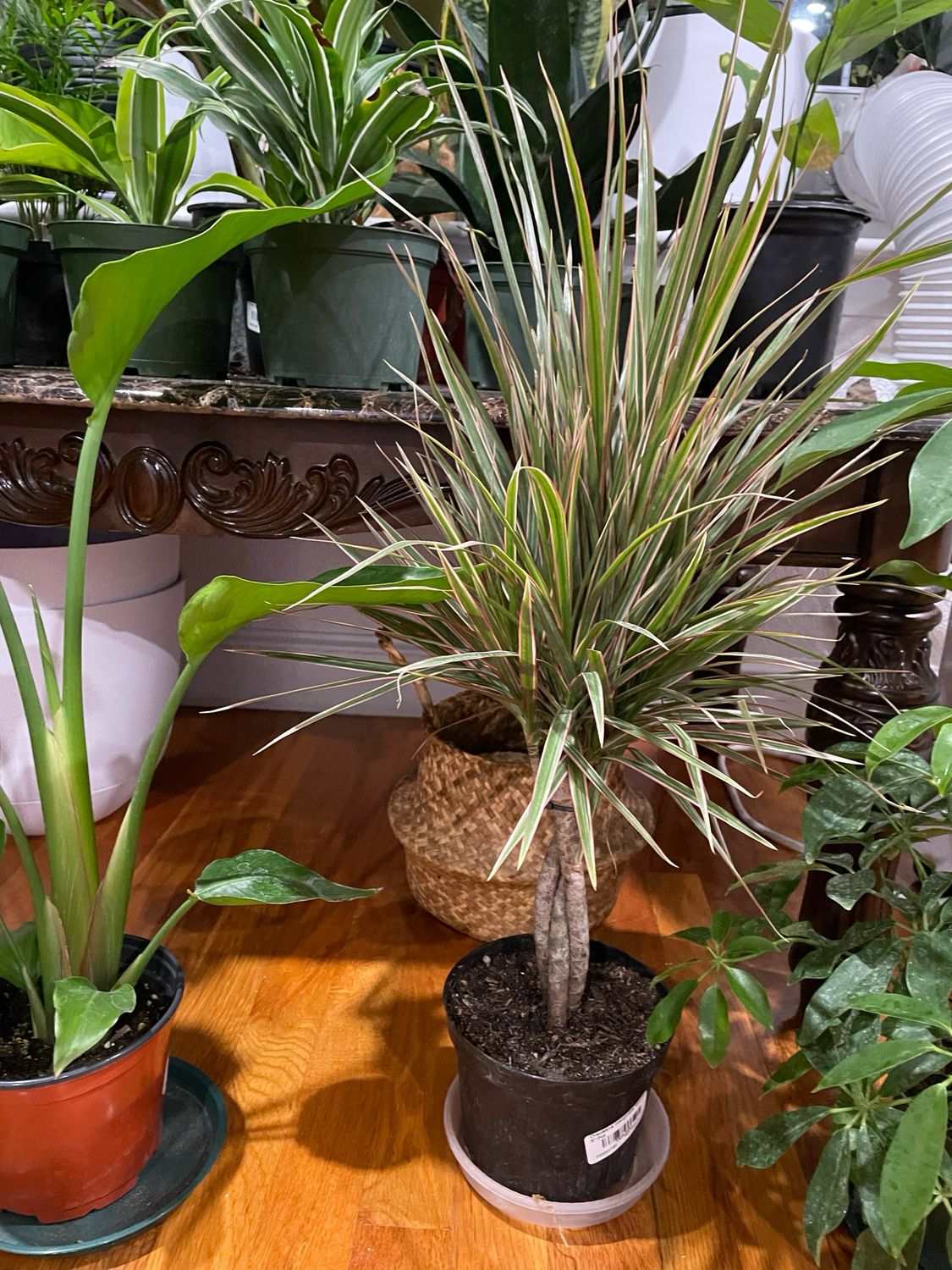 Dracaena Variegated Tree 10in Pot