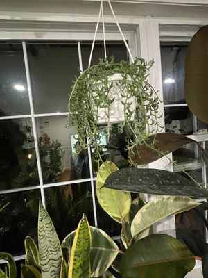 String Of Dolphins