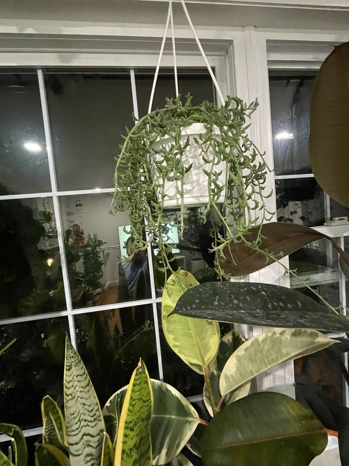 String Of Dolphins