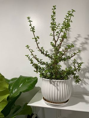 Mini Jade
