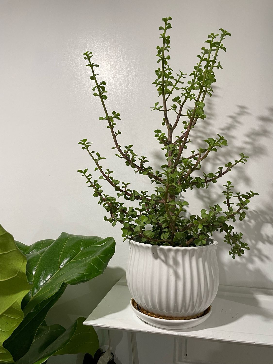 Mini Jade