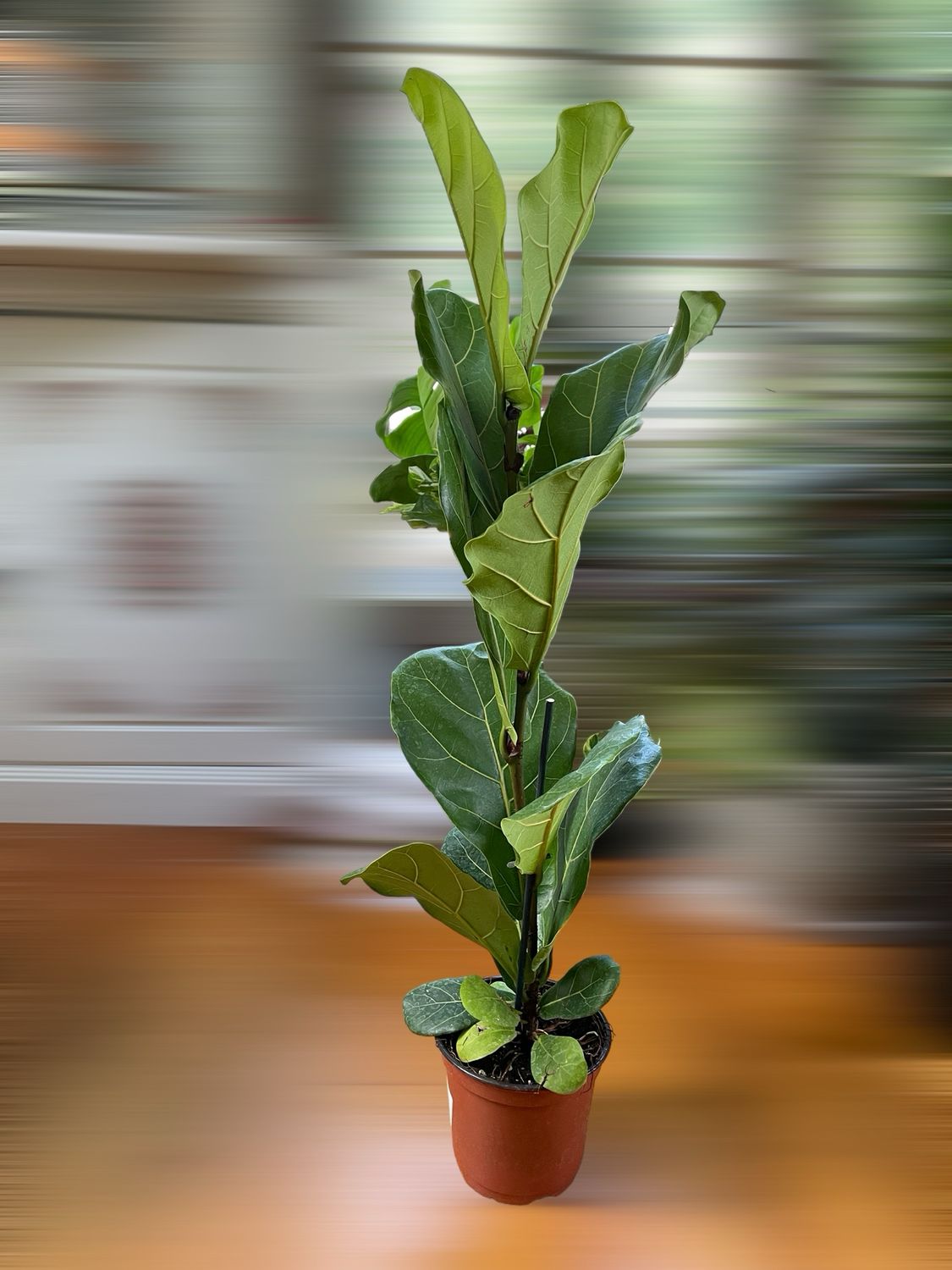 Ficus Lyrata 6In Pot