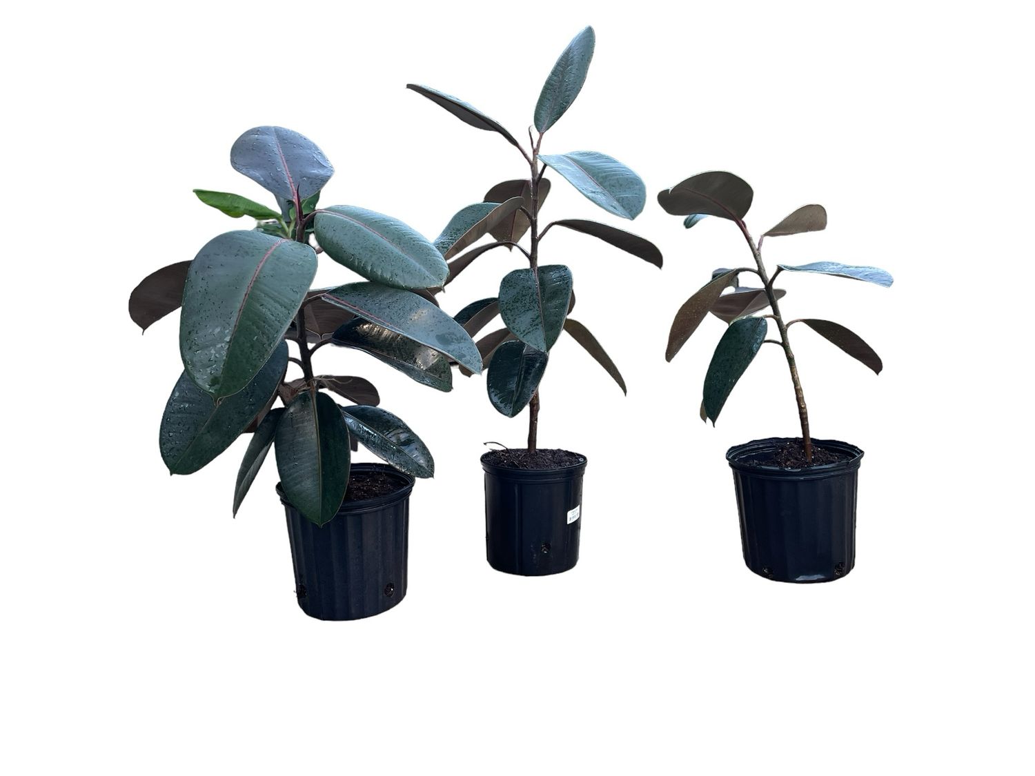 Ficus Elastica Rubber Tree 3 Ft Tall 10in Pot