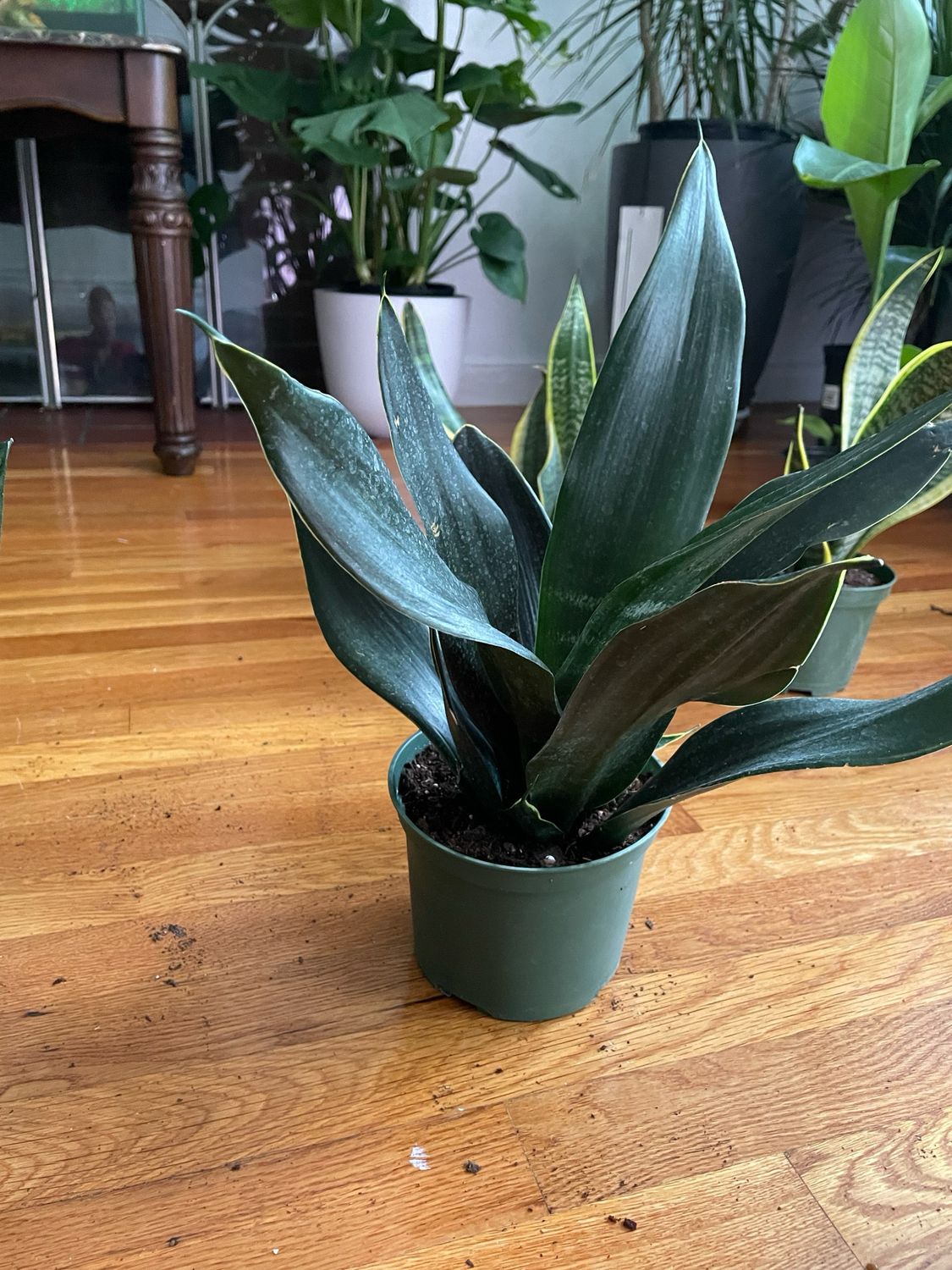 Sanseviera Snake Plant 6in Pot