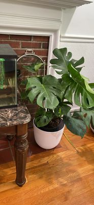 Monstera Delisiosa 9 in pot 3 Ft Tall