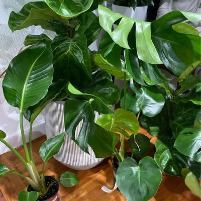 Monstera 8 In Pot 3ft Tall