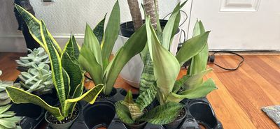 Sanseviera, Snake Plant, 4in pot