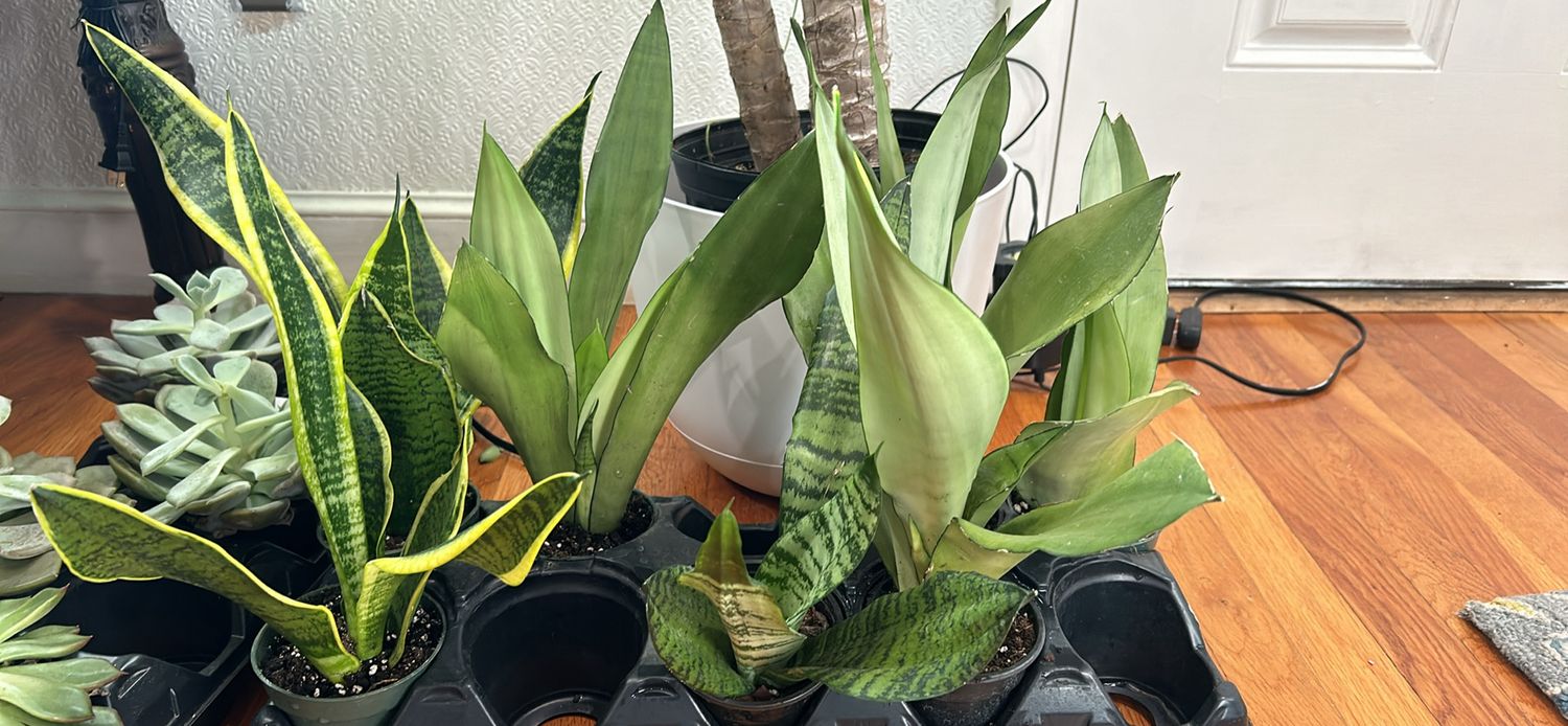 Sanseviera, Snake Plant, 4in pot