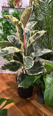 Ficus Tineke 10in Pot 3 Ft Tall