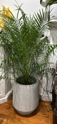 Palm, Phoenix 10 In Pot