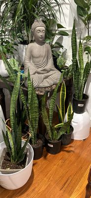 Sanseviera Snake Plant 8 In Pot