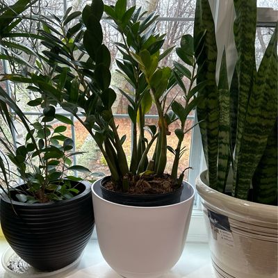 Zamifolia Zamiculus 10In Pot