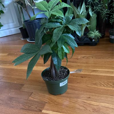 Money Tree 6 In Pot