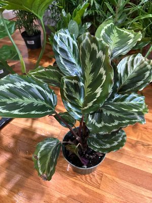 Calathea Ornata