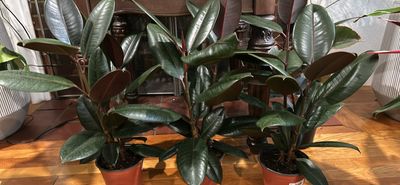 Ficus Elastica Burgundy 6 in pot