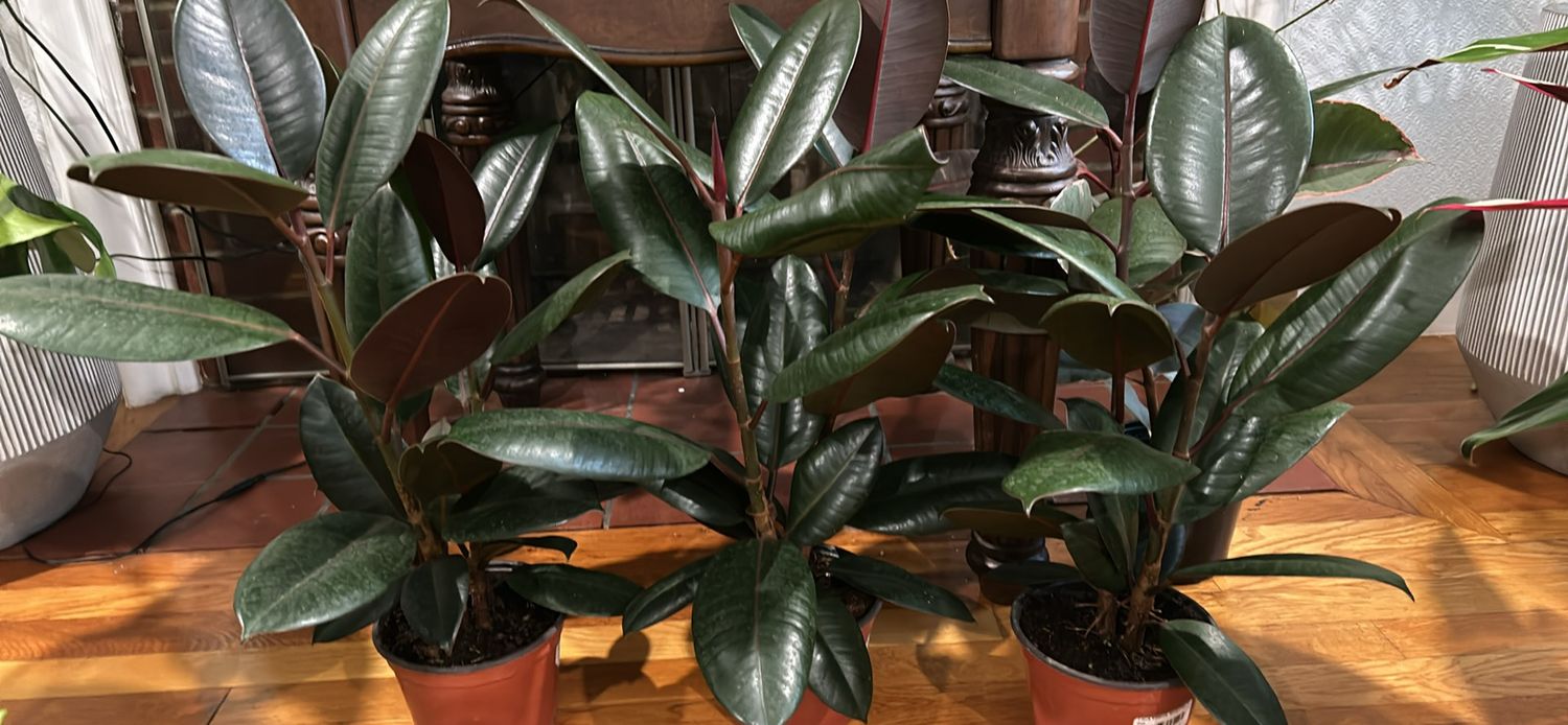 Ficus Elastica Burgundy 6 in pot