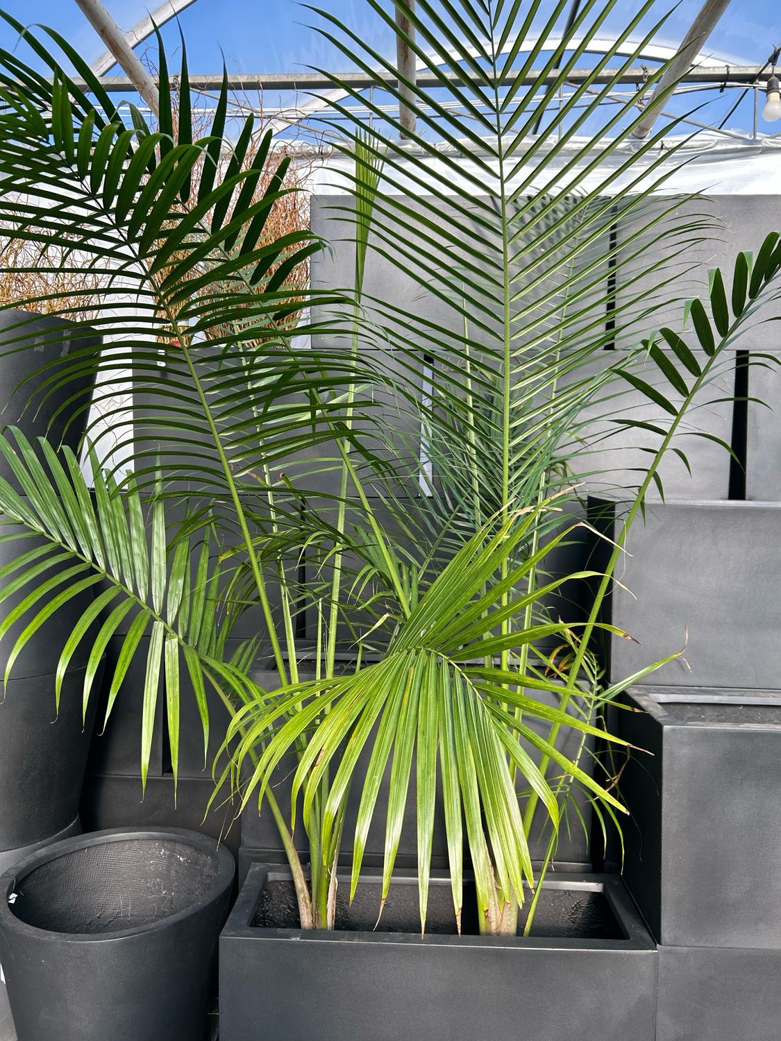 Palm Tree 9in Pot 6ft Tall