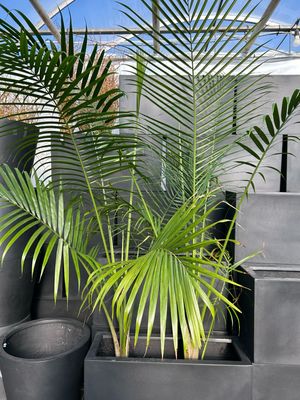 Palm Tree 9in Pot 6ft Tall