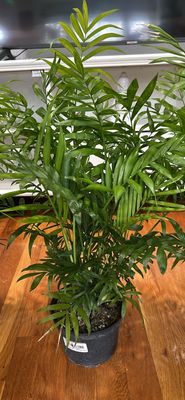 Bella Palm 6 in pot