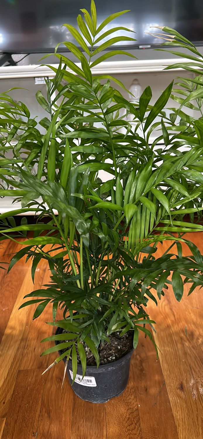 Bella Palm 6 in pot