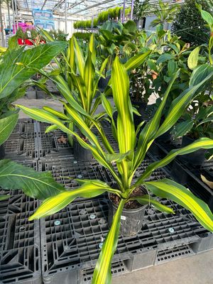 Dracaena Gigantica 7 Gallon