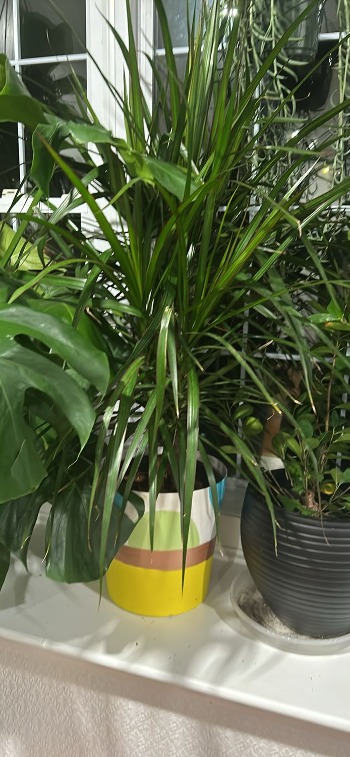 Dracaena Marginata 10 In Pot