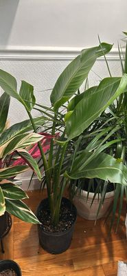 Bird Of Paradise 10In Pot 3 Ft Tall