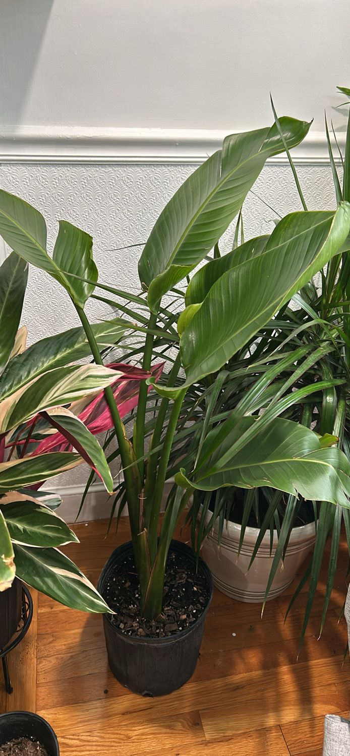 Bird Of Paradise 10In Pot 3 Ft Tall