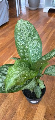 Dieffenbachia 6in Pot