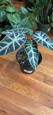 Alocasia 6 In Pot