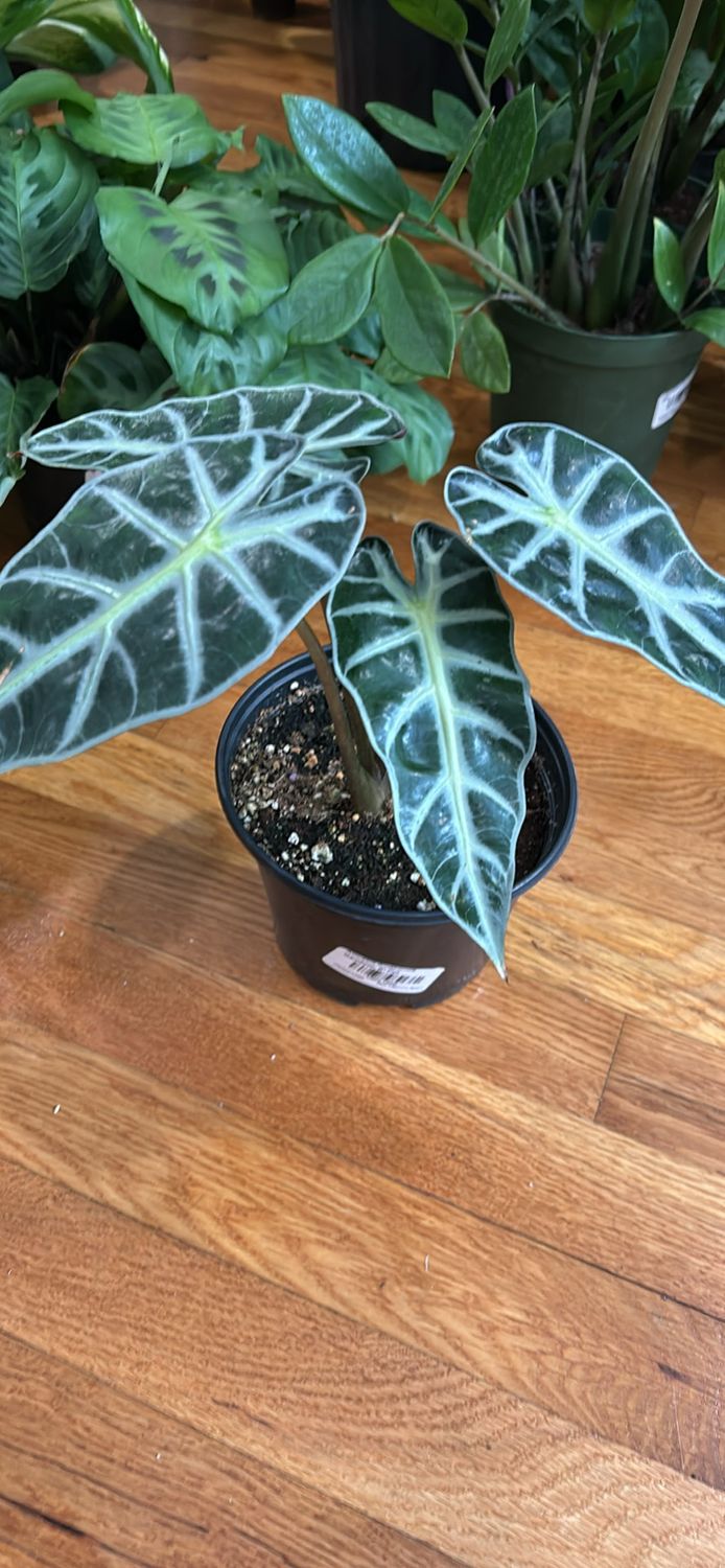 Alocasia 6 In Pot