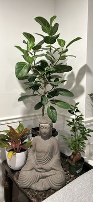 Ficus Audrey 10in Pot, 3-4 Ft Tall
