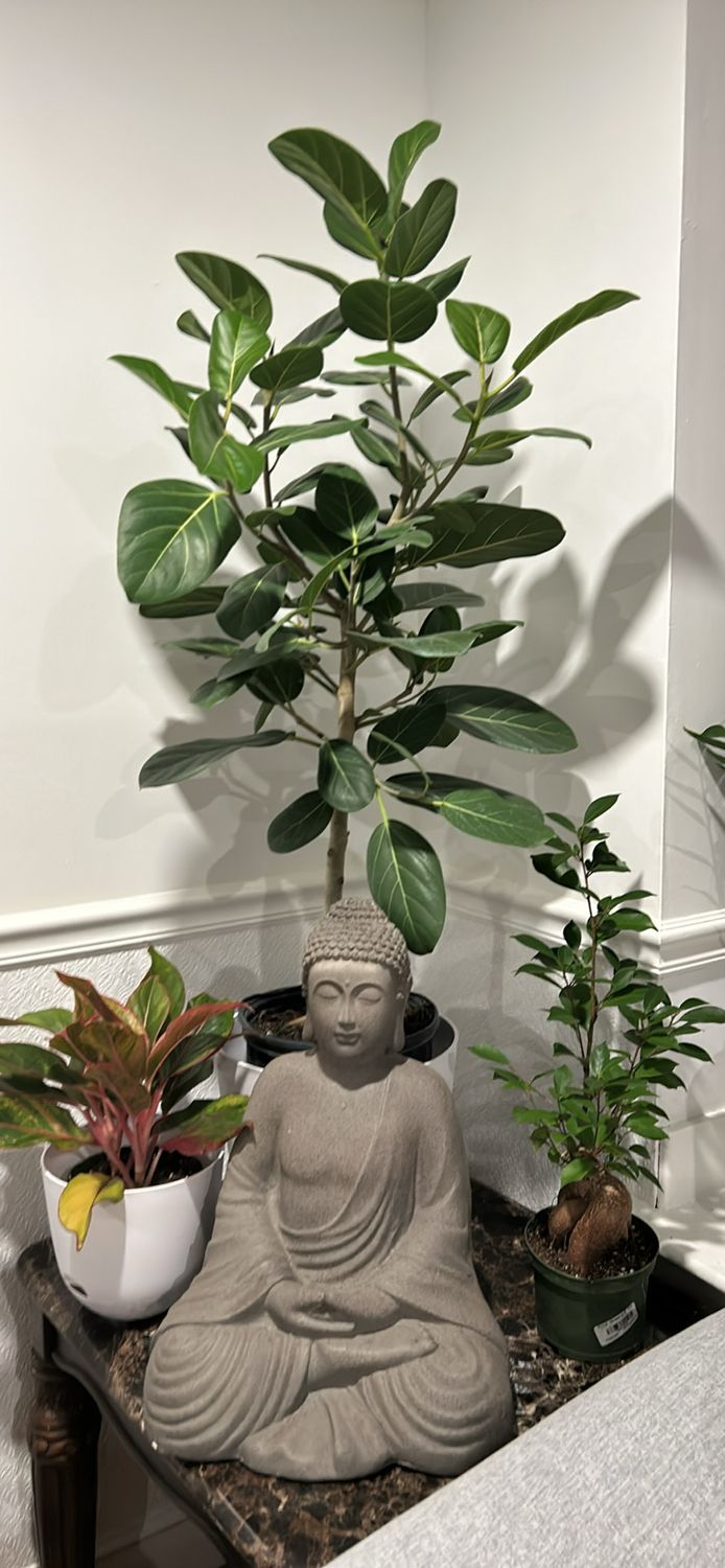 Ficus Audrey 10in Pot, 3-4 Ft Tall