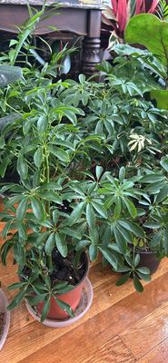 Schefflera Umbrella Plant 6In Pot