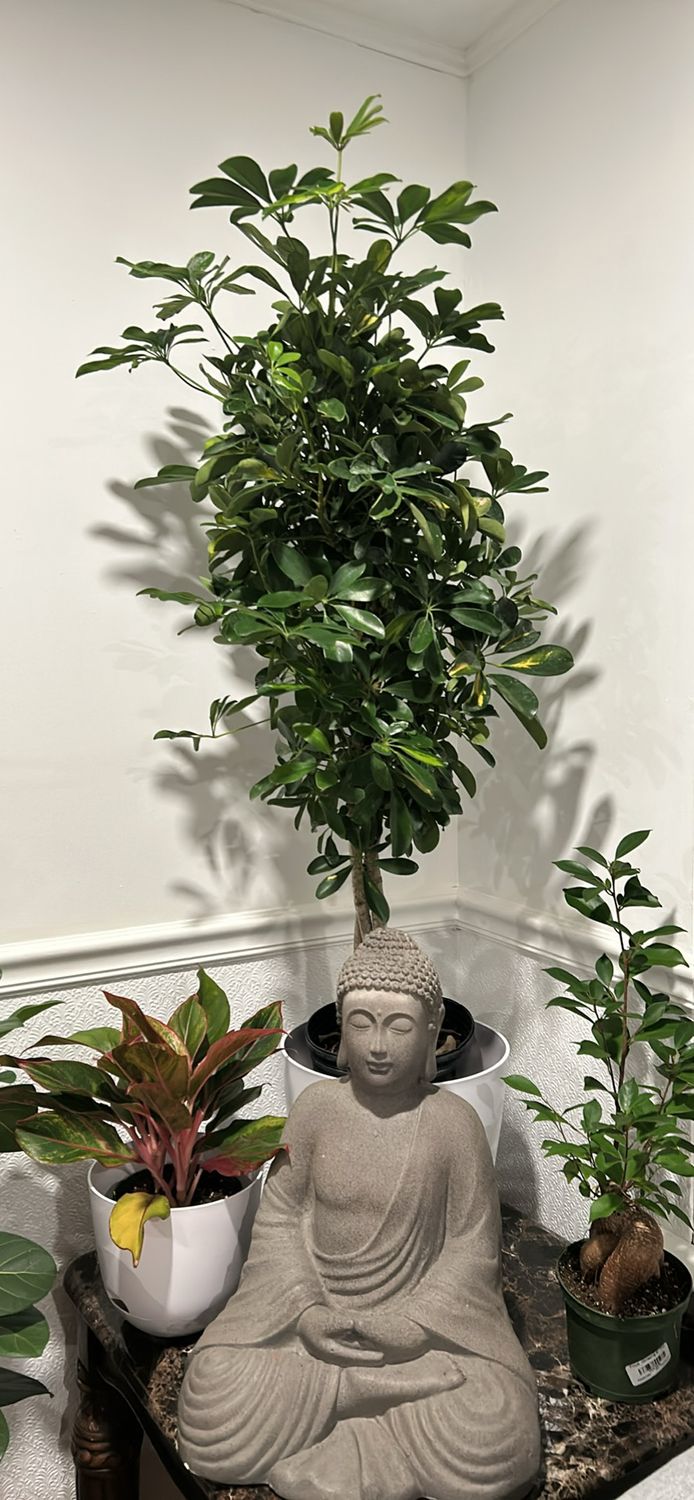 Schefflera Umbrella Tree 9in Pot