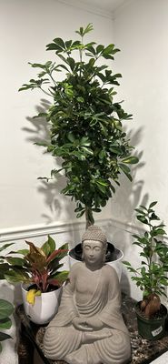Schefflera Umbrella Tree 9in Pot