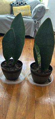 Snake Plants 8in Pots