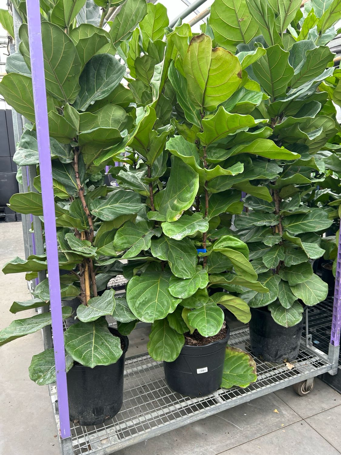 Ficus Lyrata 10In Pot 5Ft Tall