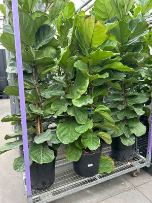 Ficus Lyrata 10In Pot 5Ft Tall